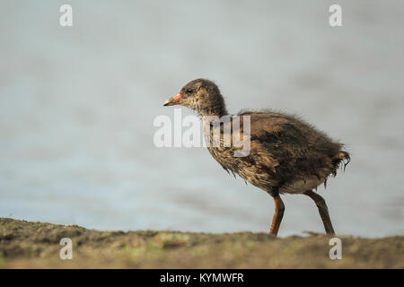 Close-up of a Young common moorhen, Gallinula chloropus, foraging on a bank next to a pond. Water on the background, selective focus is used. Stock Photo