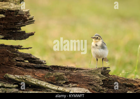 Close up of a juvenile White Wagtail, Motacilla alba. A bird with white, gray and black feathers, the young birds are yellow. The White Wagtail is the Stock Photo