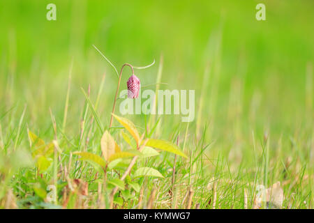 A blooming purple Snake's head fritillary flower (Fritillaria meleagris) in a colorful meadow during Springtime season. Stock Photo