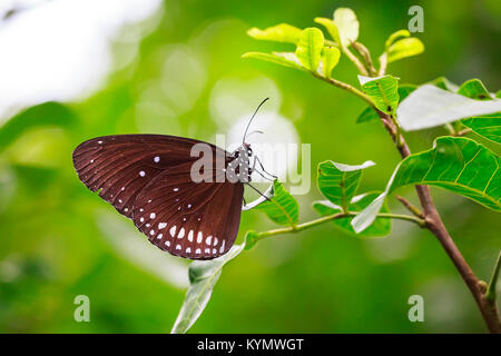 Common Indian Crow (Euploea core) exotic butterfly resting on a green leaf in jungle vegetation Stock Photo