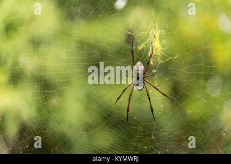 Seidenspinne Nephila inaurata im Netz,  Grand Montagne Nature Reserve,  Insel Rodrigues, Mauritius, Afrika,  | Silk spider Nephila inaurata in her net Stock Photo