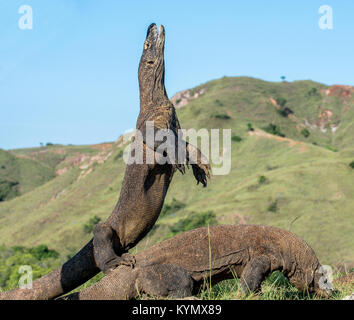 The Komodo dragon (Varanus komodoensis) stands on its hind legs and open mouth. It is the biggest living lizard in the world. On island Rinca. Indones Stock Photo