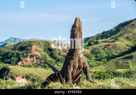 The Komodo dragon (Varanus komodoensis) stands on its hind legs and open mouth. It is the biggest living lizard in the world. On island Rinca. Indones Stock Photo