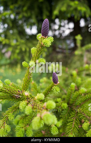 Young little purple fir cones on a fresh spring green branches of spruce. Stock Photo