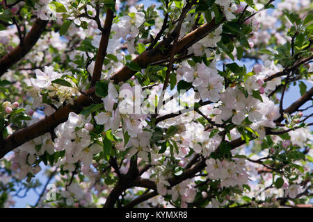 Flowering apple-tree in the spring Stock Photo