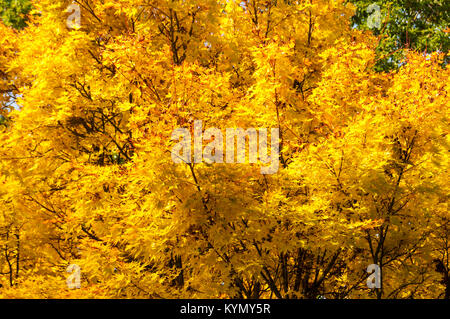 Acer palmatum 'Sango-kaku', Japanese Maple Stock Photo