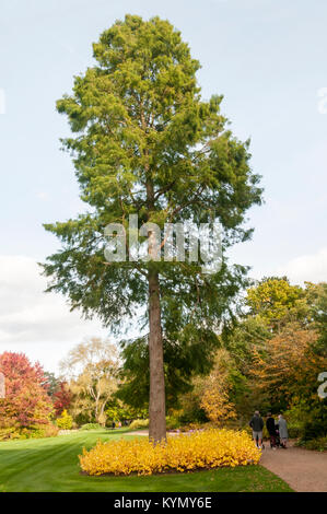 A cypress tree, Taxodium distichum, with Common Dogwood ,Cornus sanguinea 'Magic Flame', planted around the base of the trunk. Stock Photo