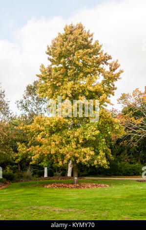 Liquidambar styraciflua Variegata Stock Photo