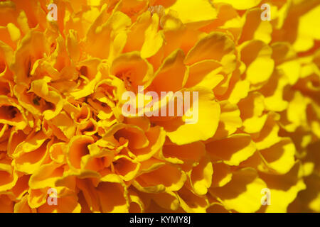 Marigold flower, macro Stock Photo