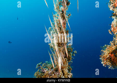 Razorfish (Aeoliscus strigatus) Bunaken National Marine Park, North Sulawesi, Indonesia Stock Photo