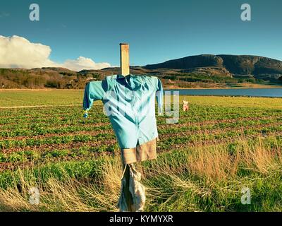 Scarecrow made of old clothes in strawberry field. Blue shirt and brown skirt Scarecrow on wooden cross Stock Photo