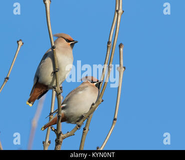 Detailed, low angle close up of two UK waxwings (Bombycilla garrulus) birds perched high isolated in leafless tree, in winter sun with clear blue sky. Stock Photo