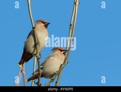 Wild UK waxwings (Bombycilla garrulus) perching high in leafless tree enjoying sunshine. Rare winter visitors. Pair of birds two together. Stock Photo