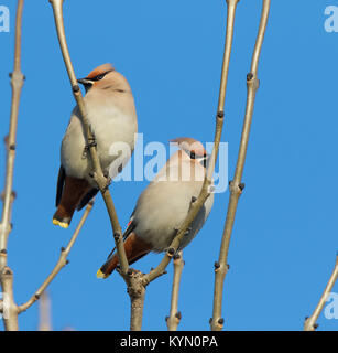Close up of two UK waxwings (Bombycilla garrulus) birds perched high isolated in leafless tree, in winter sun with clear blue sky. Stock Photo