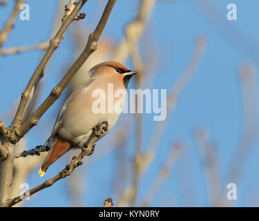 Close up of adult waxwing bird (Bombycilla garrulus) perching isolated high in leafless tree in the winter sunshine, against a blue sky background. Stock Photo