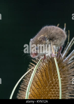 Harvest Mouse on teasel Stock Photo