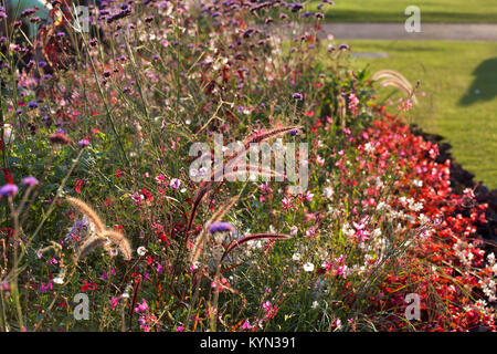 the Meadow flowers in Hyde Park. Selective focus. Stock Photo