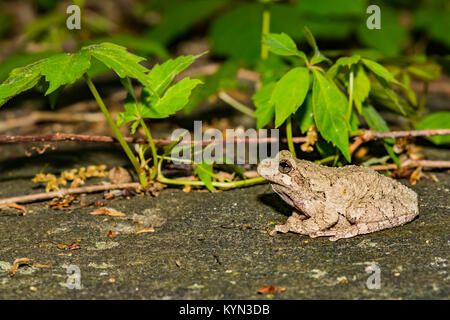 Gray Tree Frog (Hyla versicolor) Stock Photo