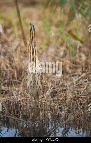 Bittern - Botaurus stellaris Stock Photo