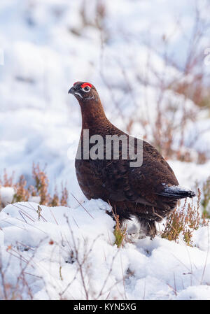 Red grouse - Lagopus lagopus scoticus Stock Photo