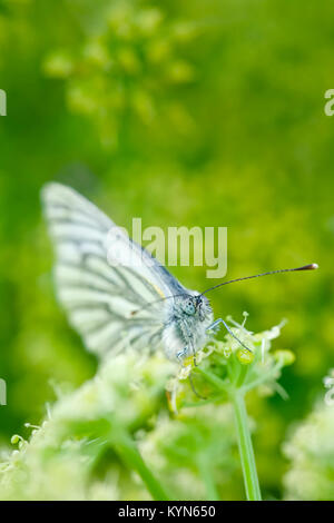 Green-veined White Butterfly resting on Alexanders flowers - Pieris napi Stock Photo