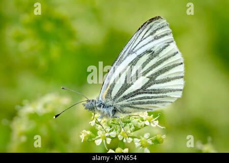 Green-veined White Butterfly resting on Alexanders flowers - Pieris napi Stock Photo