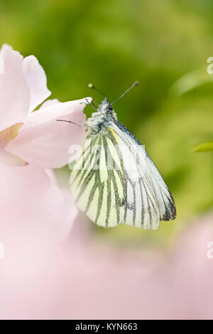 Green-veined White Butterfly resting on Pink Cherry flowers - Pieris napi Stock Photo