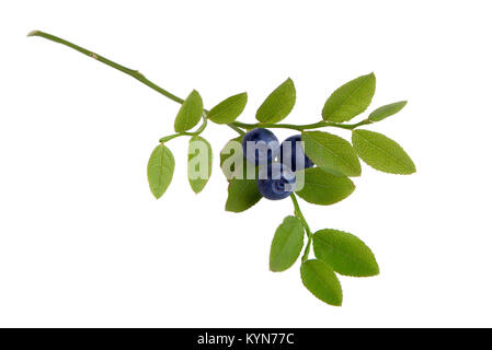 Sprig of blueberries isolated on white background Stock Photo