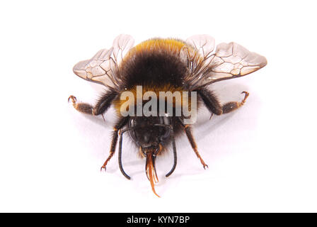 The Bumblebee (Bombus terrestris) view from the front isolated on white background. Close-up Stock Photo