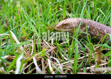 Sheltopusik legless lizard or Pseudopus apodus Stock Photo