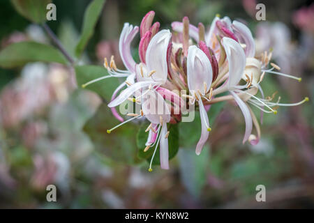 A close up view of a honeysuckle bloom unfolding in a late spring garden shows the stamens and anthers, where pollen is produced (blurred background). Stock Photo