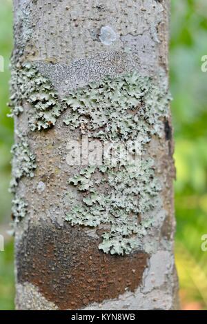 Lichens growing on a tree in a tropical rainforest, Finch Hatton Gorge, Queensland, Australia Stock Photo