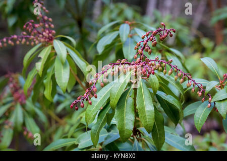 A Pieris (Lily of the Valley shrub) blooms in early spring in a woodland garden, with clusters of red flowers that will later open and turn white. Stock Photo