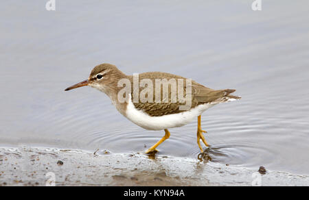 Spotted Sandpiper