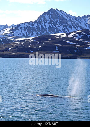 View of blue whale coming to the surface at the Mollerfjorden in Haakkon V11 Land , Svallbard, Norway Stock Photo