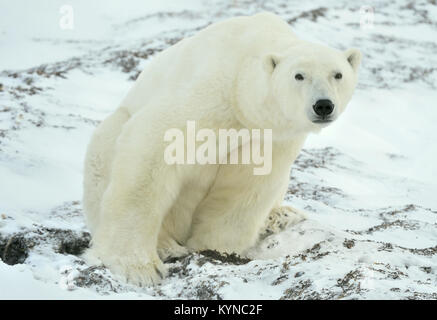 Close up portrait Male polar bear (Ursus maritimus) . Polar arctic Stock Photo