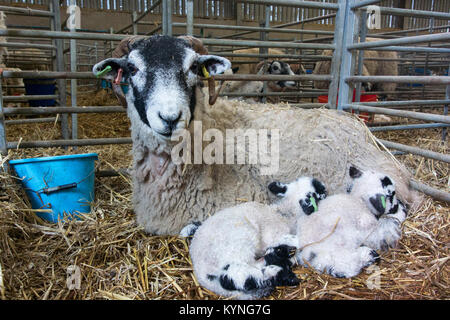 Swaledale ewe with new born twin mule lambs in pen inside lambing shed, Cumbria, UK. Stock Photo