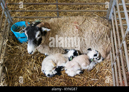 Swaledale ewe with new born twin mule lambs in pen inside lambing shed, Cumbria, UK. Stock Photo