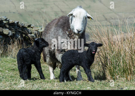 Herdwick ewe with newborn lamb in upland pasture, UK. Stock Photo
