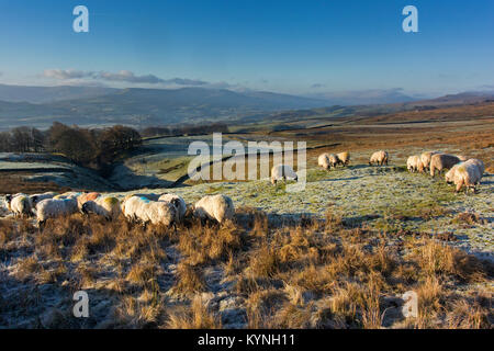 Swaledale sheep in winter, being fed on upland pasture above Askrigg in Wensleydale, North Yorkshire, UK. Stock Photo