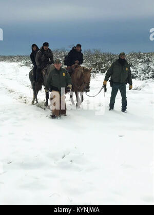 LAREDO, Texas – In a 24-hour period, from December 7-8, 2017, Border Patrol agents rescued over 20 illegal aliens in Laredo, Hebbronville, Freer and Zapata, Texas.  The subjects had fallen into distress due to the recent severe cold temperature conditions and/or after they became lost while walking in the brush.  Border Patrol agents, to include those assigned to the Laredo Sector Horse Patrol Unit, were deployed to locate the distressed subjects throughout different locations in the Laredo and surrounding communities.  As a result, 25 illegal aliens were rescued in nine different events.  Som Stock Photo
