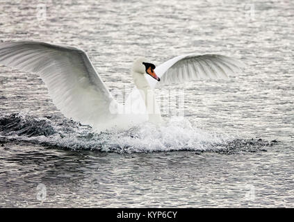 Tuesley Farm, Godalming. 16th January 2018. Cold and stormy conditions this morning as an area of low pressure swept in from the west. A mute swan takes to flight over Tuesley Farm in Godalming, Surrey. Credit: james jagger/Alamy Live News Stock Photo