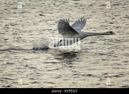 Tuesley Farm, Godalming. 16th January 2018. Cold and stormy conditions this morning as an area of low pressure swept in from the west. A mute swan takes to flight over Tuesley Farm in Godalming, Surrey. Credit: james jagger/Alamy Live News Stock Photo