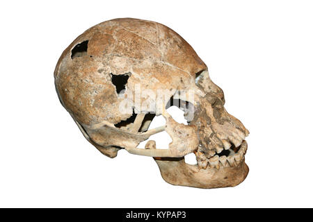 Elongated Skull From Costa Rica Stock Photo