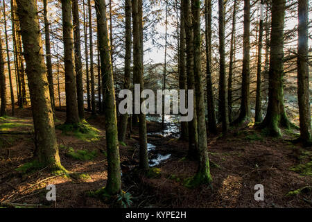 Llywernog, nr Aberystwyth, Ceredigion, Wales. 07/01/2018 Stock Photo