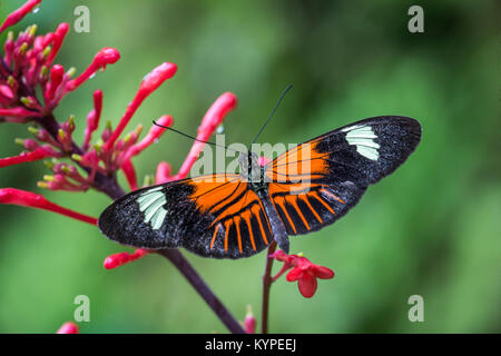 Close up of orange black and white Heliconius erato notabilis butterfly commonly known as small postman butterfly , the red passion flower butterfly, 