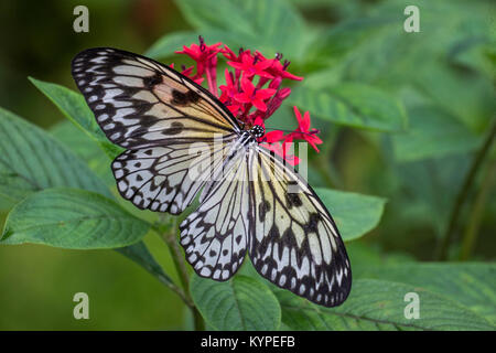 Idea leuconoe, the paper kite, rice paper or large tree nymph butterfly on red flowers Stock Photo