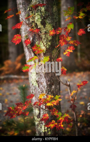 Maple leaves beginning to show their autumn color in Acadia National Park in Maine Stock Photo