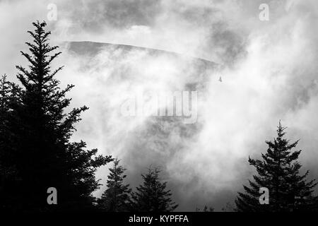 Dramatic clearing fog with raptor silhouette on Cadillac Mountain in Acadia National Park in Maine Stock Photo