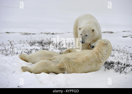 The adult male  polar bear (Ursus maritimus)/ Two Polar bears have a rest, lying on snow. Stock Photo